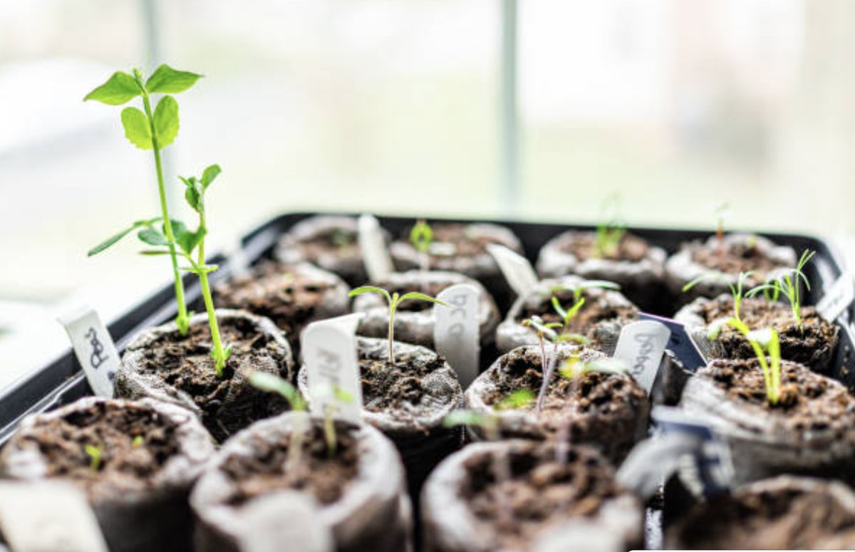 Весенние хлопоты: как правильно высаживать рассаду в 2026 году