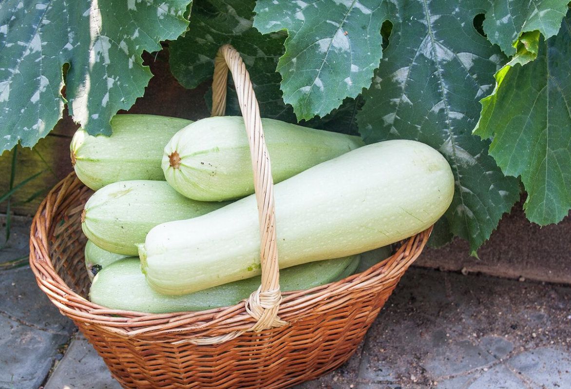 Кабачки: идеальный овощ лета для здоровья и кулинарных экспериментов
