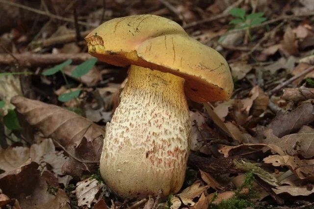 Гриб дубовик: описание, особенности и советы по идентификации