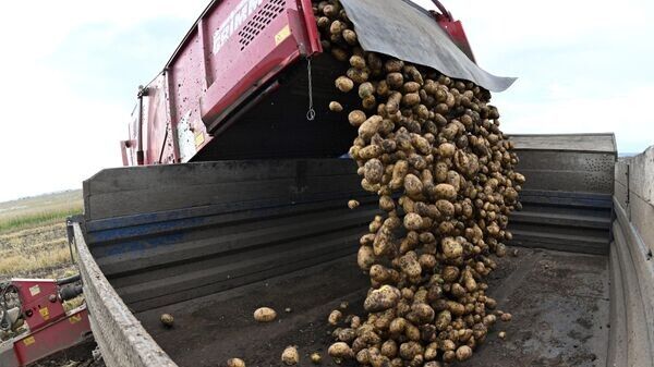 Урожай картофеля и зерновых в Беларуси: что успели собрать к середине октября