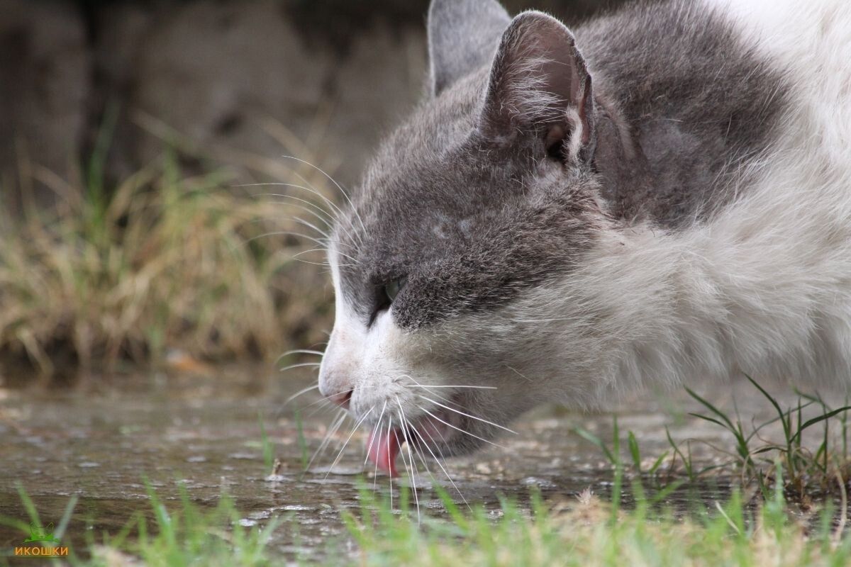 Что скрывают кошки: почему они пьют грязную воду?