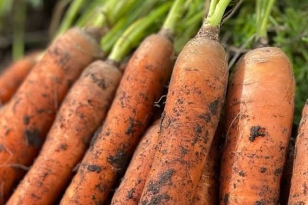 Успех Ранней сладкой моркови: секреты роста и вкуса