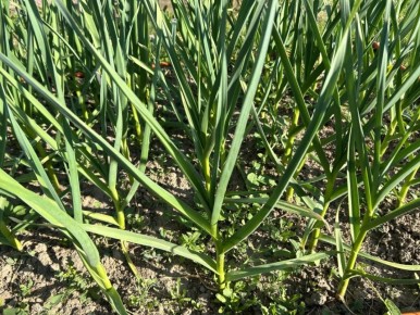 Умные способы посадки чеснока: как избежать боли в спине