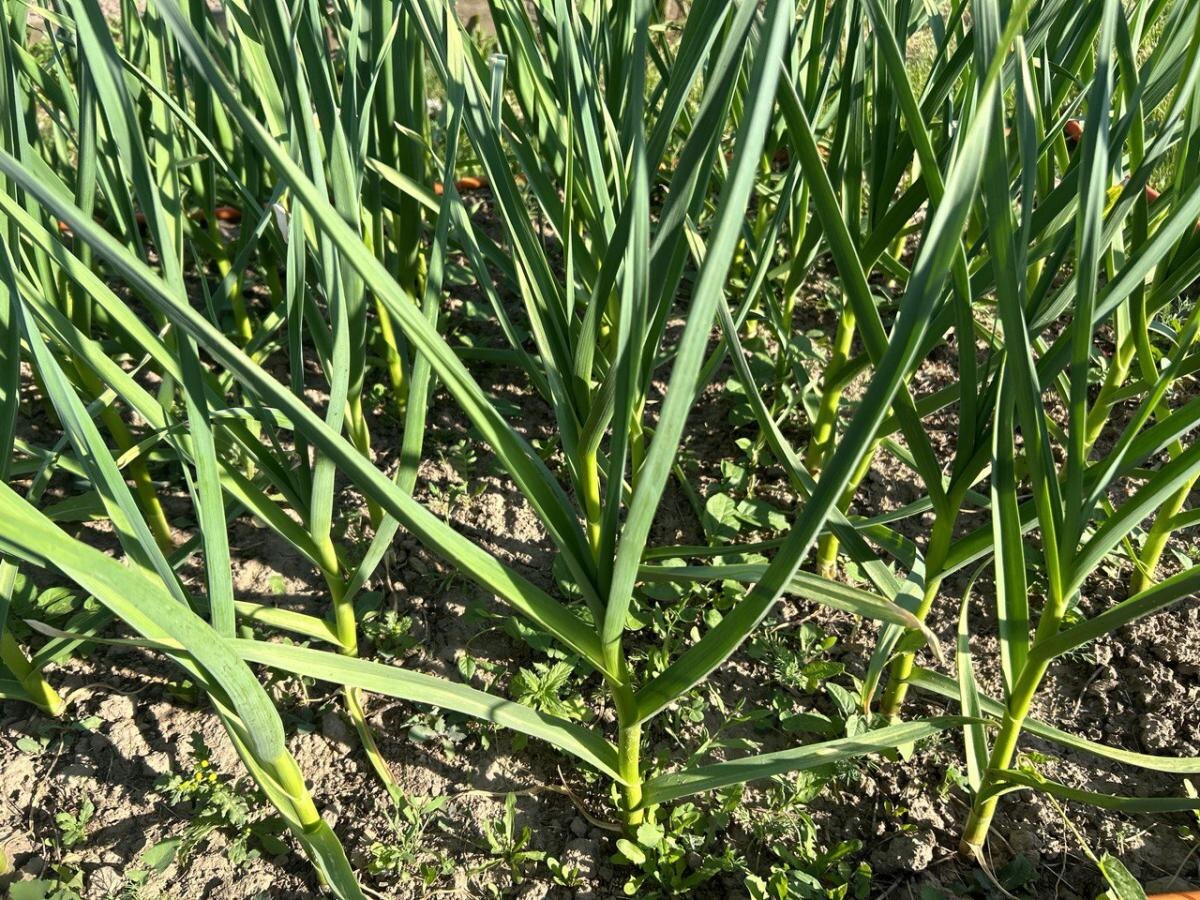 Умные способы посадки чеснока: как избежать боли в спине