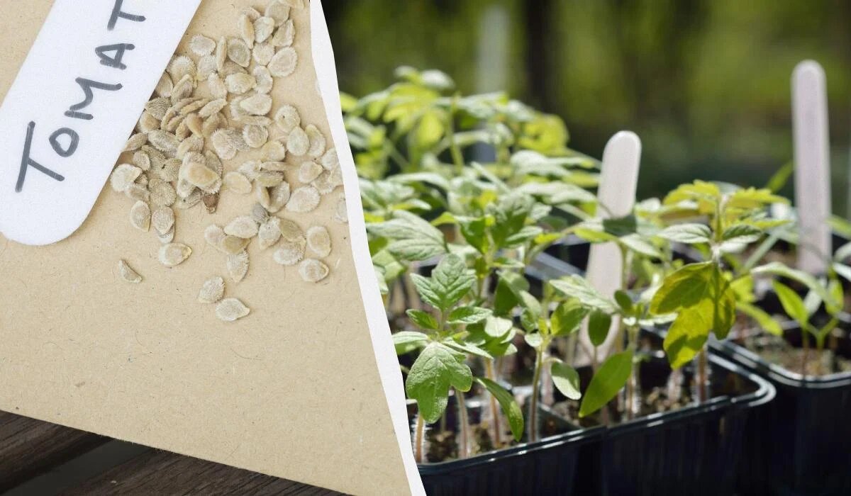 Эффективное замачивание семян помидоров и перца: секреты успешного урожая