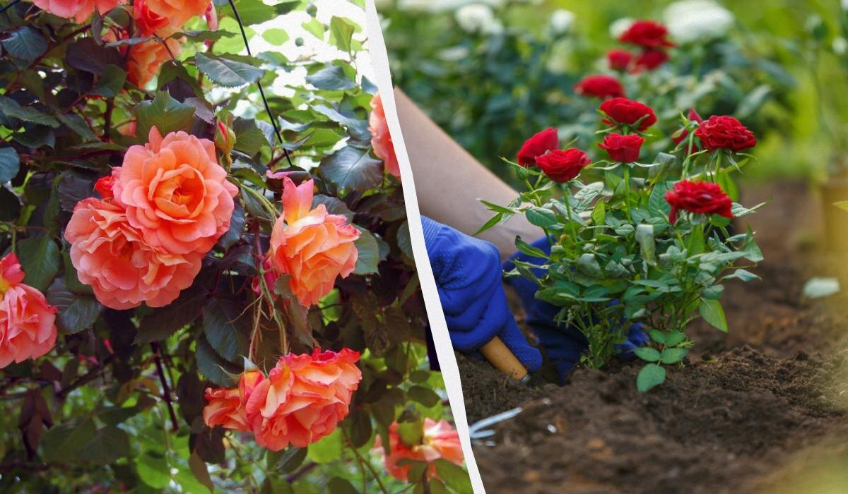 Октябрь: идеальное время для посадки цветов в вашем саду