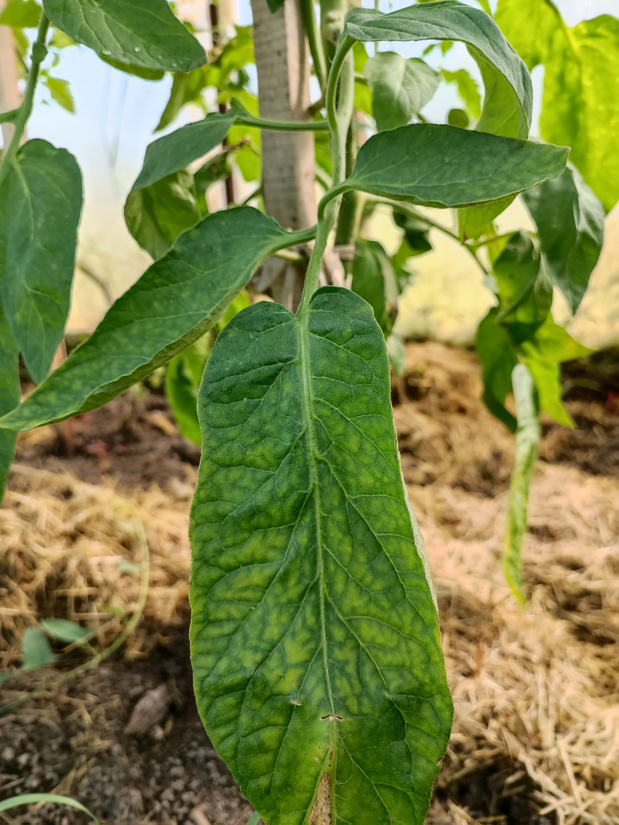 Как правильно поддерживать баланс магния и калия в растениях