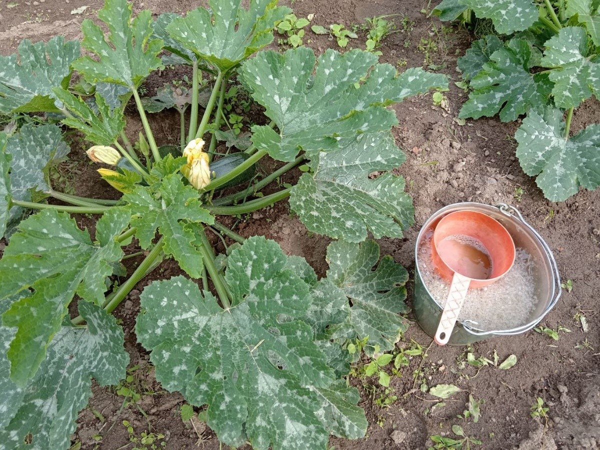 Как эффективно подкармливать кабачки в холодный июль