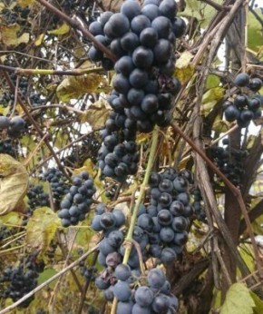 Эффективный уход за виноградом Изабелла: советы и секреты