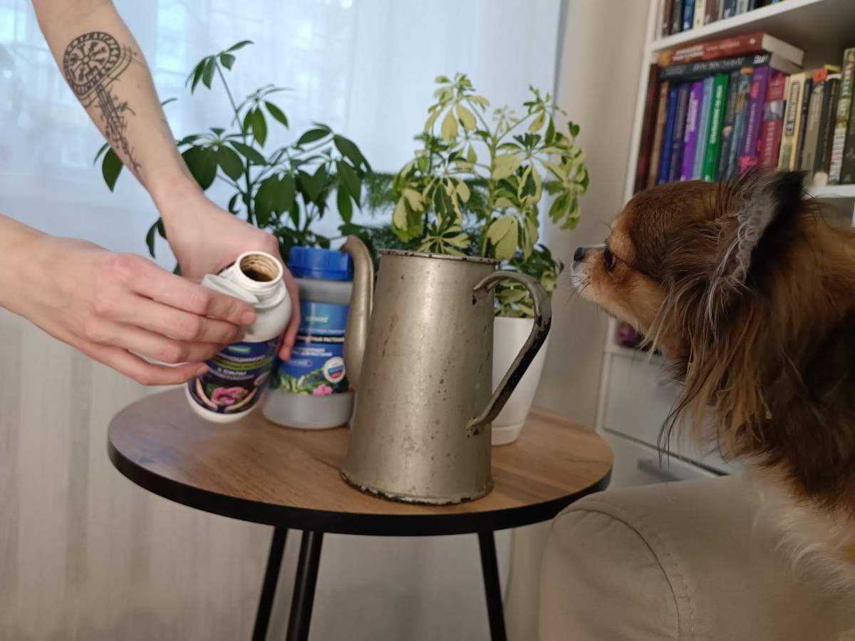 Осень и комнатные растения: как помочь им пережить сезонный стресс