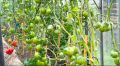 Секреты успешного урожая: как финальная подкормка томатов в августе может увеличить сбор в 10 раз