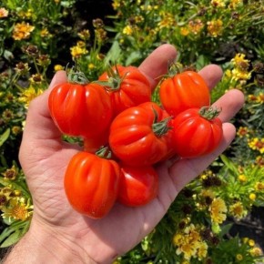 Томат Черри Аккордеон: как форма плодов преобразует ваше лето