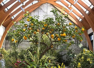 Как построить бюджетный парник: советы для дачников