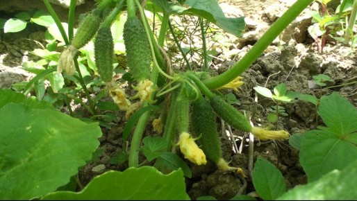 Секреты богатого урожая огурцов: как задать правильный старт