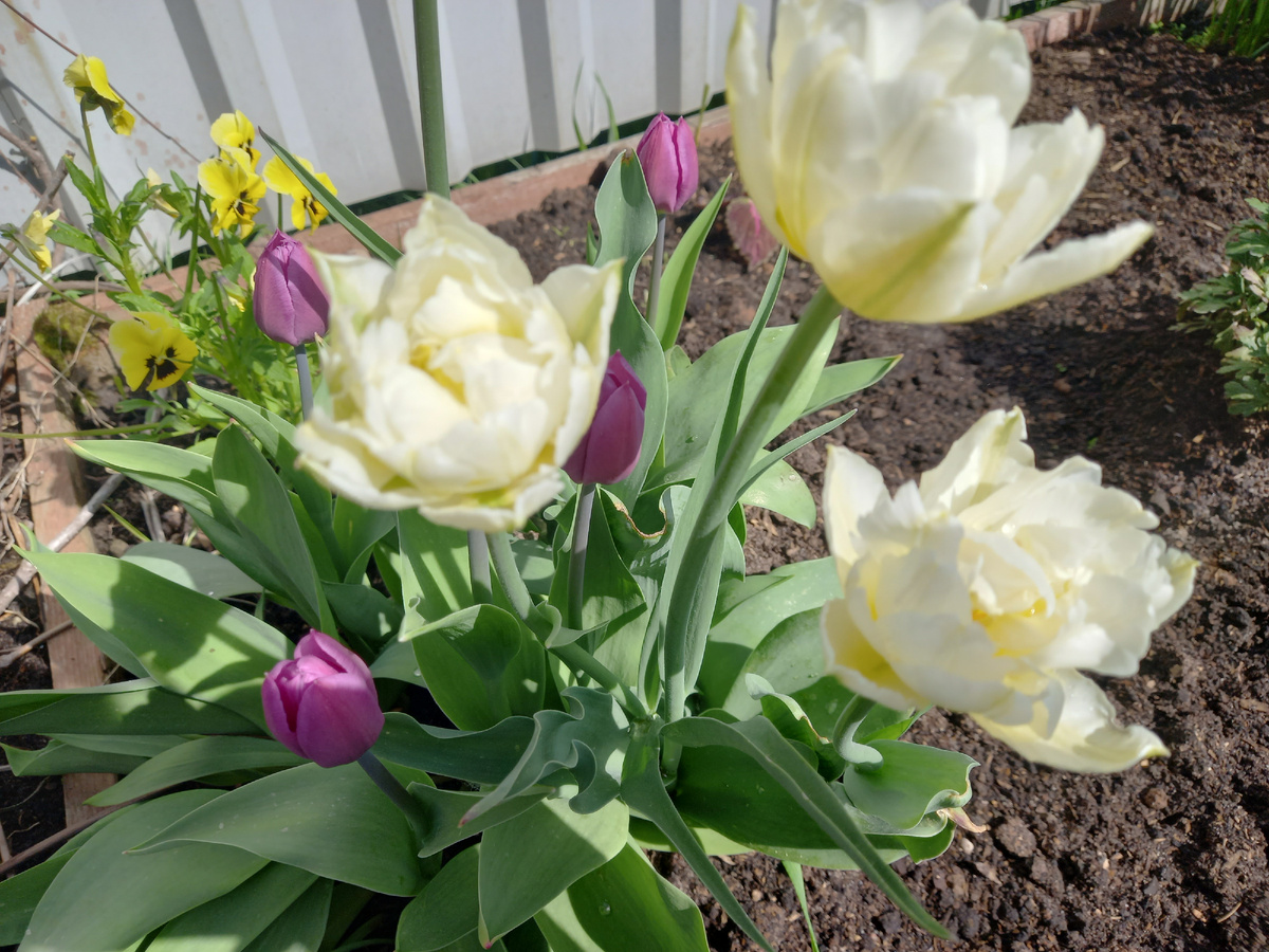 Зачем сажать картошку в деревне, если можно наслаждаться цветами и газоном?