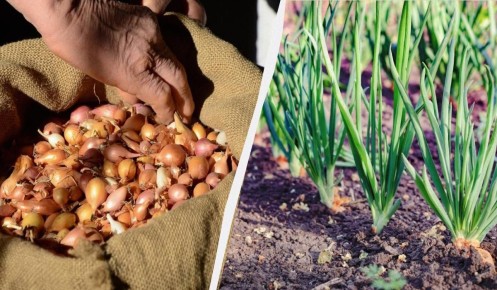 Как посадить лук для богатого урожая: секреты, которые работают