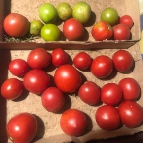 Томат Красный лукум: спокойный взгляд на устойчивый десертный урожай для открытого грунта