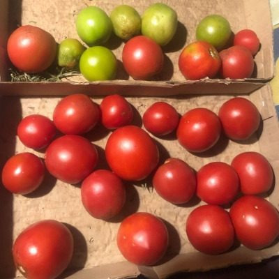 Томат Красный лукум: спокойный взгляд на устойчивый десертный урожай для открытого грунта