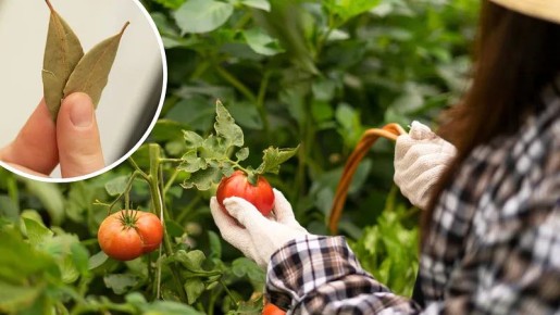 Как сделать натуральное удобрение из лаврового листа и чеснока для улучшения урожая