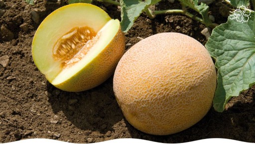 ������������ ����� ������� ���� ��� ���������� ���������