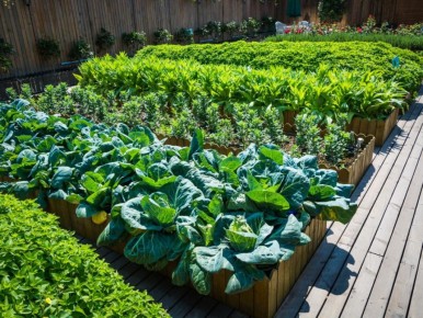 Ловчий пояс: простой способ защиты деревьев от тли и муравьев