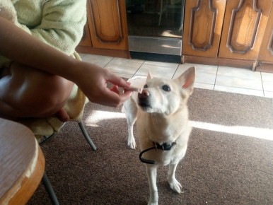 Чем опасен паштет, от которого отказывается даже собака?