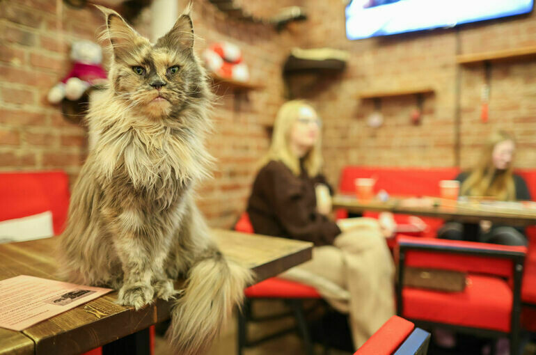 Антикафе с животными готовятся к законодательным изменениям