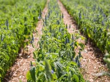 ��� ��� ����� �������� ��� ������: ������� ���� � ��������� ������