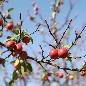 Маленькие, но мощные: Как кольчатки определяют урожай вашего сада