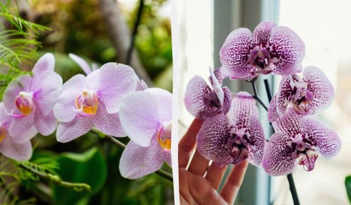 Как кофе может подарить вашей орхидее невероятный рост и яркость