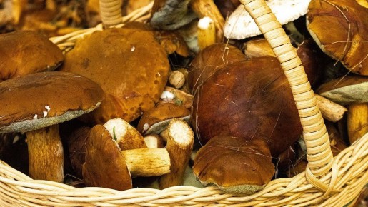 Как вырастить грибы на даче: советы для успешного сада