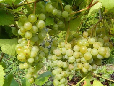 ������ ������������� �� ����� �����