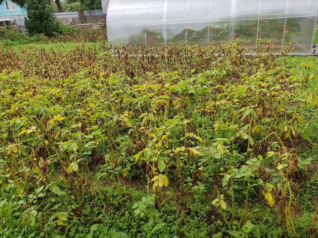 ����������� ��������: ������ ��� ���������� � ��� � ���� ������