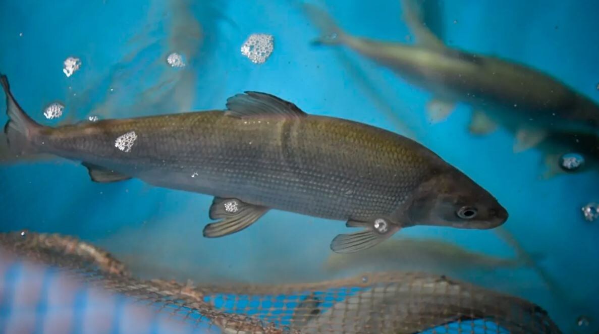 Тайна лососевых: Почему мы любим их вкус и как они погибают после нереста