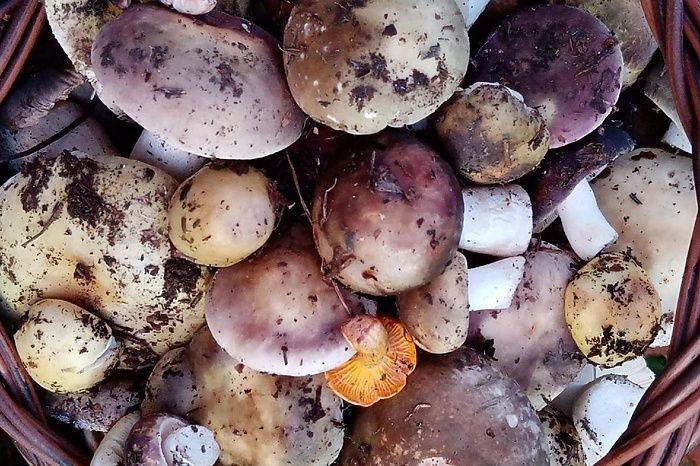 ������� �����: ������������ ���������� ����� ����� ���� � ����� �������