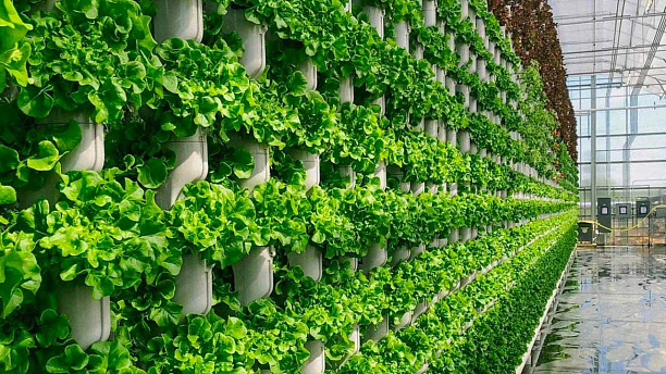 Вертикальные фермы: новейший подход к городской агрономии