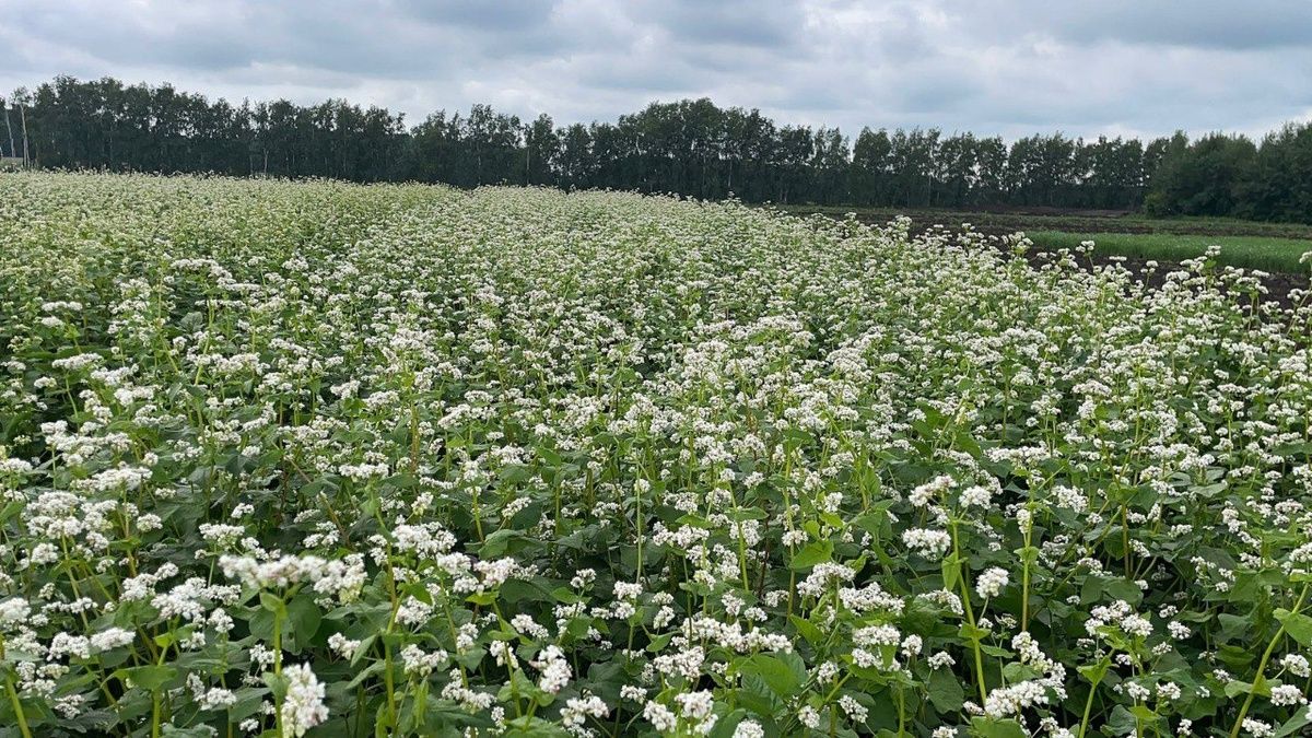 ������� � 2026 ����: ��� ������� ���� ��� ��������� �����������