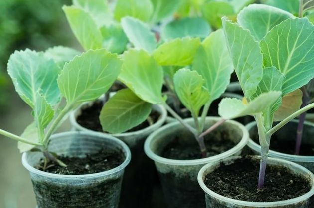 ��� ��������� �������� ������� �������: ������� �������� ���������