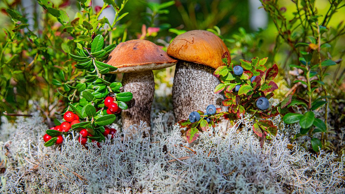 ����� ����� ������ ������ ��������� ���������� ������