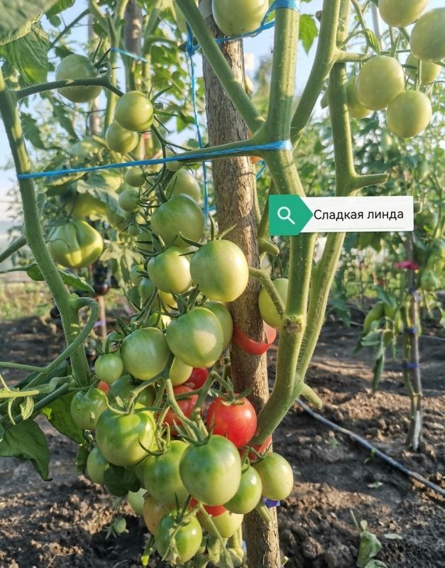 ������������ ������ ������� �����