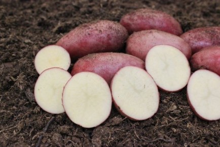 Картофель Тайфун: яркие клубни с высокой урожайностью и отличной сохраняемостью