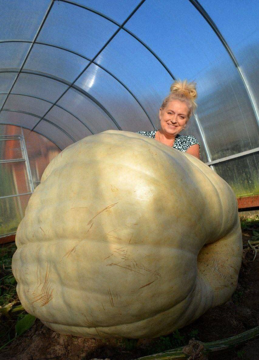 Путешествие на тыкве: жительница Петербурга отправилась в необычный круиз