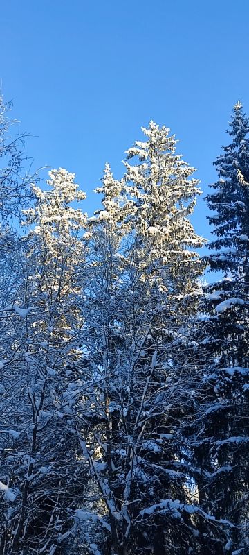 ����-����� Parkala � ����������� �����