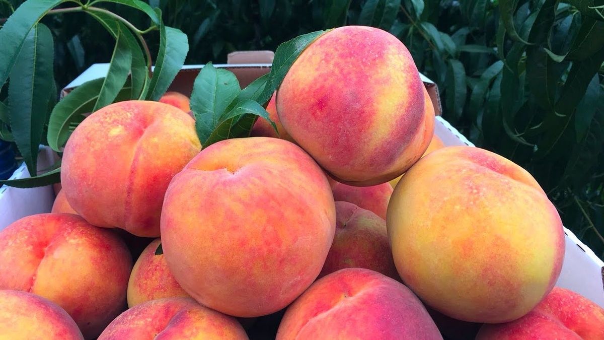 ������ ����� �������� ��� �������� �������: ��� ������� ���������