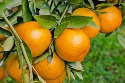 Ученые разрабатывают эффективные методы борьбы с язвенной болезнью цитрусовых