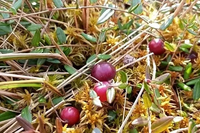 Дозреет ли клюква после покупки?