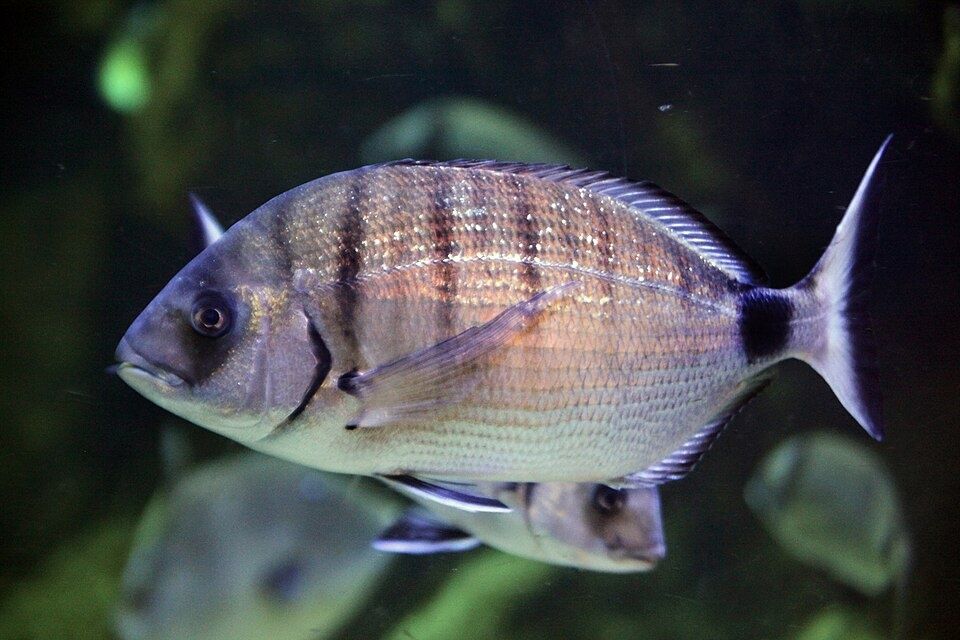 ����������� ����� ���� (Diplodus sargus Linnaeus, 1758)
