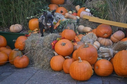 �����: ������ ��������� � �������� ����������� ������� �������������