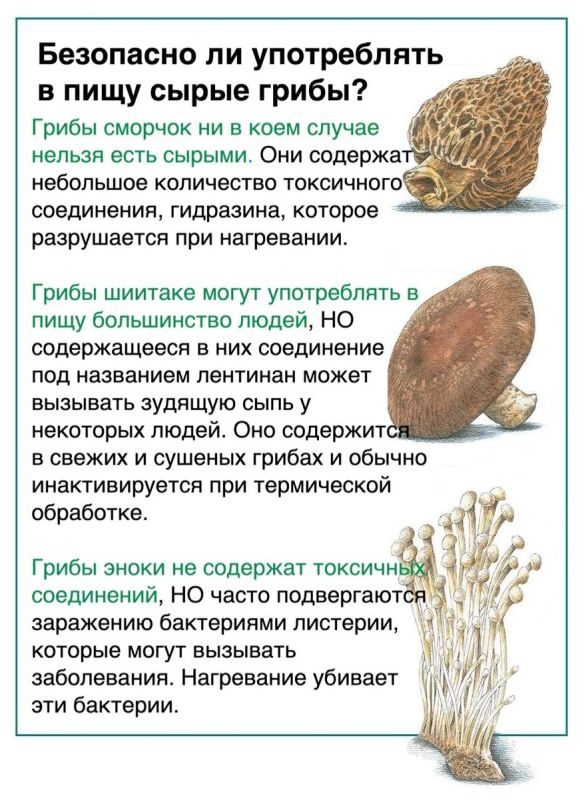 Сырые грибы: можно ли их есть без опасений?